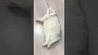 #funnyvideo #cat #eğlencelivideolar #kedi #komik