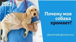 Почему моя собака хромает
