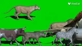 animal crossing stampede green screen uploaded