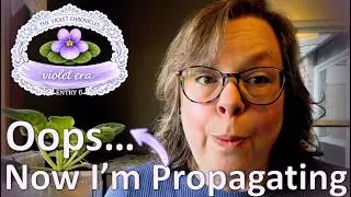 🌸Accidental Propagation: Blueberry Drops a Leaf | The Violet Chronicles #6
