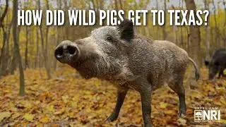 #Shorts How Did Wild Pigs Get to Texas?