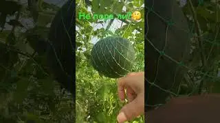 Не пора ли?