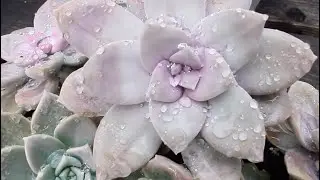 Garden Tour After Rain In California- Your Succulents Can Take More Water and Cold Than You Think.