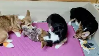 Вельш корги пемброк шикарные щенки