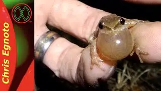 Amphibians...Endless Amphibians!