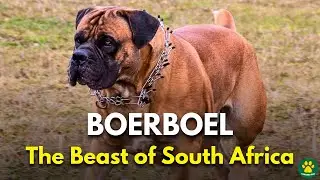 Story of BOERBOEL Dog Breed | The Beast of South Africa!!