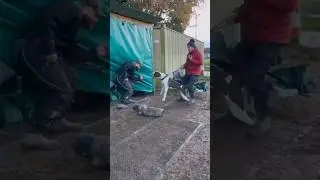 Protection Dog Working day & night