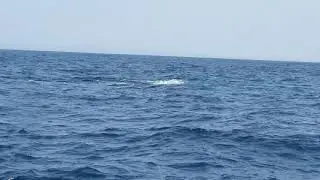 Roncual azul en Sri Lanka