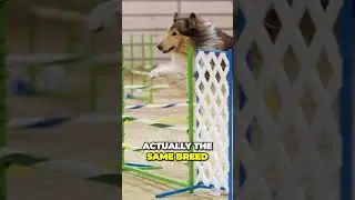 The Beautiful Coat of Rough Collie