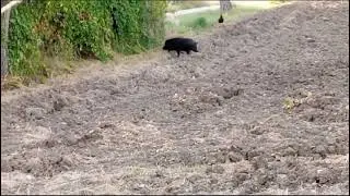 Cinghiale insegue la gallina