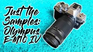 Just the Samples - Olympus E-M10IV w/ the 75-300mm