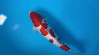 986 3 2024