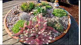 Очиток форстера  (sedum forsterianum elegans 'Silver Stone')