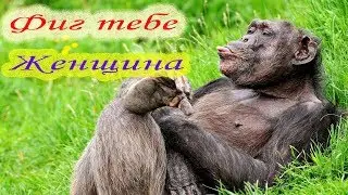 Приколы. Самое смешное.