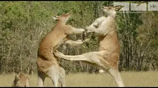 KANGAROO FIGHT!!!