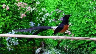 Murai batu (white-rumped shama)