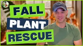Fall Plant Care SOS! 3 Hacks to Keep Your Houseplants Happy 🍂