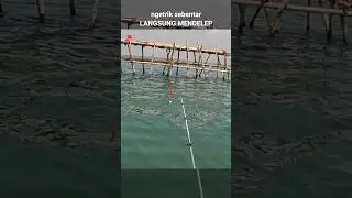 Mancing barramundi kok masih nyangkut?! 