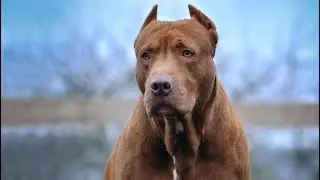 #pitbull