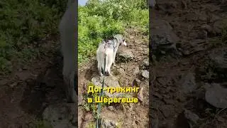 В одной упряжке с хаски. Дог-трекинг в Шерегеше. 