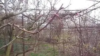 Ч.2. Обрезка персика в стране Му... И как НАДО.