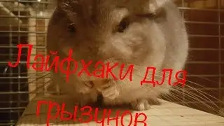 Лайфхаки для грызунов