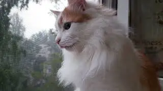 АСМР видео! Котик и Ливень!