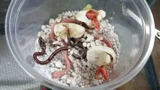 Baby corn snakes hatching