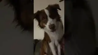 THE SECOND THE GAME STARTS #puppy #dog #cute #fail #nfl #football #viral #trending #shorts #funny