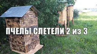 2 пчелосемьи слетели! Причина не ясна, но думаем, что слабый взяток!