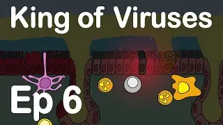 Interferon in SARS CoV-2 infection