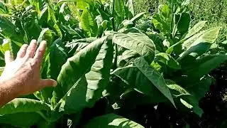 Обзор на 1 августа, табачок растет, болеет и начинает зацветать.