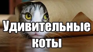 30 самых удивительных снимков котов