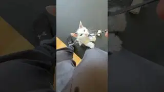 Day 36: Rainbow, Cherry, Mango (Foster Kittens)