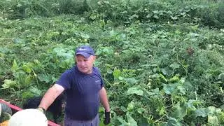 Tikve