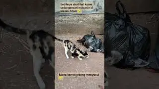 induk kucing yang sedang kelaparan mencari makan dipinggir tol