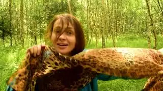 Мстёрский  сказочный лес полный ягод и чудес.