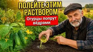 5 CUCUMBER FERTILIZERS that make plants grow like crazy! An old gardener reveals the secret schedule