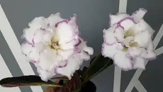 Глоксиния АК - Фарфоровая Балерина