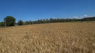 уборочная 2024 ячмень