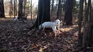 Куда то подевались все грибы