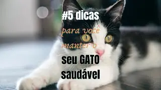 #5 dicas para você manter o seu GATO saudável