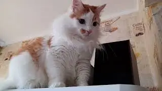 Fun Fridge Adventures!