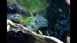 アルジーイーター　Siamese algae-eater, Honey sucker, Sucking loach　Gyrinocheilus aymonieri