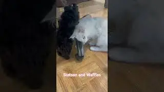 Maine Coon kitten and Toy Poodle puppy