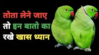 तोता लेने जाए तो इन बातो का रखे खास ध्यान ! If you go to buy a parrot, keep these things in mind !