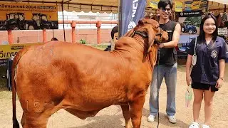 Thailand National Cattle Festival 2025 | Surin Province Highlights