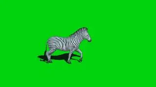 zebra green screen/animals green screen videos.