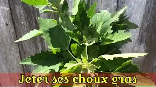 Jeter ses choux gras