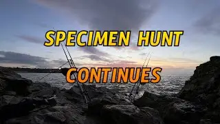 Targeting Specimen Rays  - THE BLONDE RAY